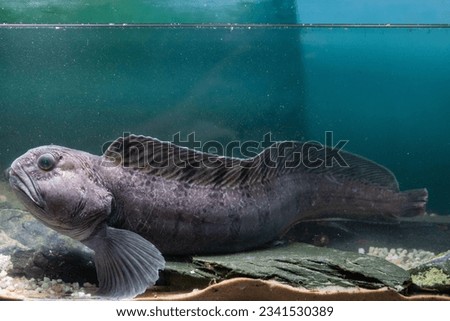 wolf fish close ups on seabed Royalty-Free Stock Photo #2341530389