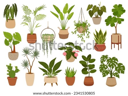 Pot with green plants, flowers and succulents. Office flowerpots. Cartoon vector indoor potted decorative houseplants. Palms monstera, cacti and ficus. Alocasia, sansevieria, strelitzia and agave Royalty-Free Stock Photo #2341530805