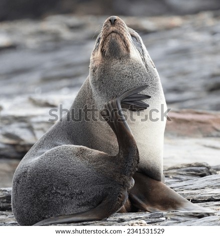 Fur seal between icicles; seal looking sweet, and innocent; peeking between, tussocks; Fur seal scratching chin; Fur seal yawning on a rock; Saint Andrews Bay, South Georgia