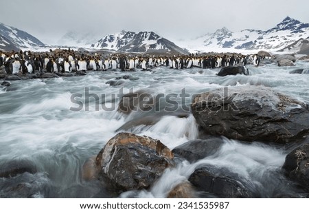 Glacial stream cascade, with penguins; Saint Andrews Bay, South Georgia
