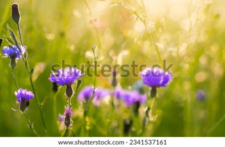 Wild flowers in a meadow at morning. Macro image, shallow depth of field