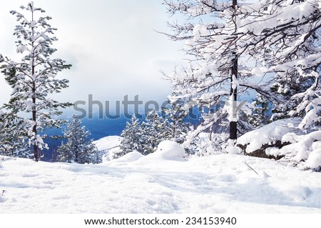 Snow covered trees in the mountains. Beautiful winter landscape. 