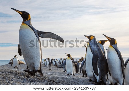 Immense king penguin colony, along glacial stream; Katabatic sandstorm; King penguins and elephant seals, King of the hill; King penguins, South Georgia Royalty-Free Stock Photo #2341539737