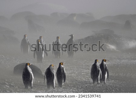 Immense king penguin colony, along glacial stream; Katabatic sandstorm; King penguins and elephant seals, King of the hill; King penguins, South Georgia