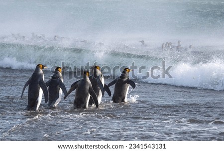 King penguin group, entering surf; King penguin exiting surf; King penguin, in black rock alcove; King penguin leap; Saint Andrews Bay, South Georgia