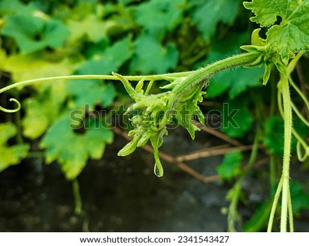 Tendrils of a bitter gourd Stock Photos  green leaves, nature, green leaf, plants, new leaves in hd quality high resolution image
