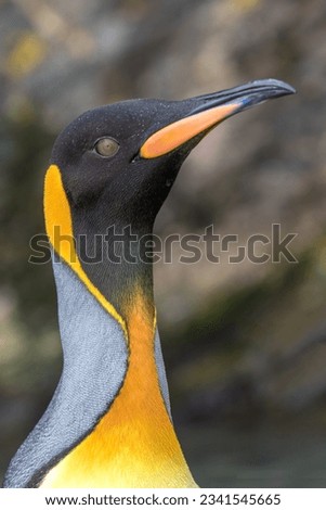 King penguin pair; King penguin pecking, at the moon; King penguin portrait, with neck extended; Saint Andrews Bay, South Georgia
