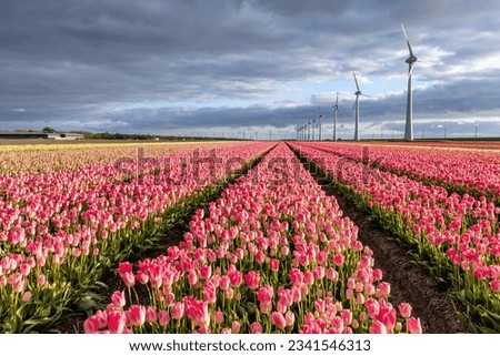field with rose pink triumph tulips (variety ‘Dynasty’) in Flevoland, Netherlands Royalty-Free Stock Photo #2341546313