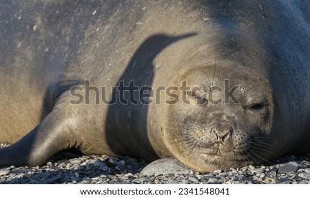 King penguin shadow, on sleeping elephant seal; Saint Andrews Bay, South Georgia