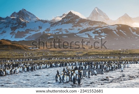 King penguins and glacier; King penguins and, evening light on mountains; King penguins arrayed along, a glacial stream; King penguins arrayed, before surf mist; Saint Andrews Bay, South Georgia