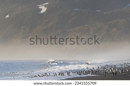 King penguins below rock cleft; King penguins descending, before a glacier; Saint Andrews Bay, South Georgia