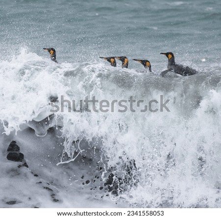 King penguins in surf; Saint Andrews Bay, South Georgia; King penguins in white breaking surf; Saint Andrews Bay, South Georgia