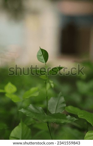 Group background of dark green tropical leaves ( monstera, palm, coconut leaf, abstract green leaf texture, tropical leaf foliage nature dark green background.