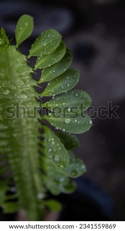 cactus plant (Euphorbia Trigona) or green cactus leaves there are water drops after rain. High quality photos