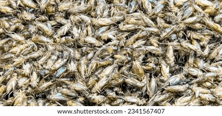 a photography of a pile of dead grasshoppers in a pile, a close up of a pile of dead grasshoppers on a table.