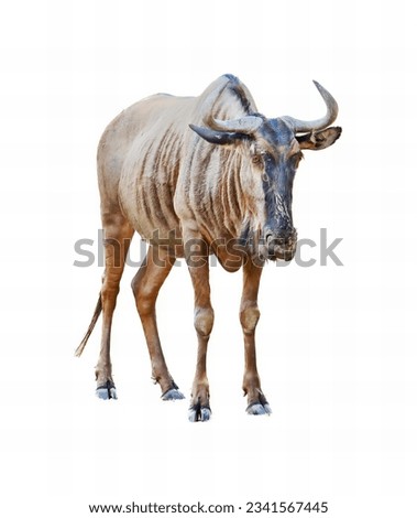 a photography of a large animal with horns standing on a white surface, there is a large animal that is standing in the grass.