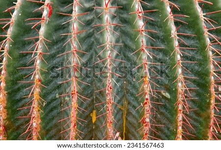 a photography of a cactus with red spines and a green top, cactus with red spines and red needles in a garden.