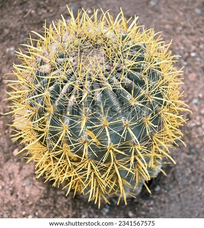 a photography of a cactus with yellow needles on a dirt ground, cactus with yellow needles on a dirt ground.