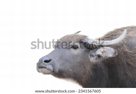 a photography of a buffalo with horns standing in a field, there is a large animal with horns standing in the grass.