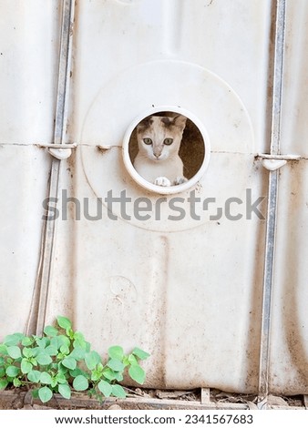 Cute cat in the tank