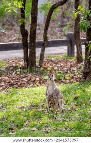 Whiptail Wallaby with Child in Pouch eating

 grass on meadow, Queensland, Australia.