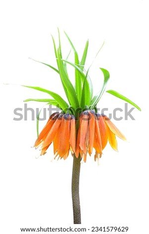 Crown imperial, imperial fritillary or Kaiser's crown, is a species of flowering plant in the lily family Liliaceae, native to a wide stretch from Turkey, Northern India and the Himalaya foothills Royalty-Free Stock Photo #2341579629
