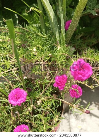 Flowers picture with greenery, pink flowers
Beautiful flowers picture., natural beauty, greenery, flowers picture, flower photo garden flower, fresh flower