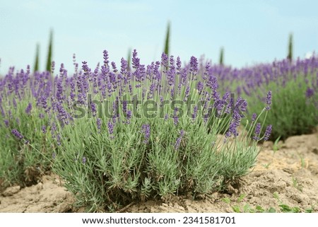 View of beautiful blooming lavender growing in field Royalty-Free Stock Photo #2341581701