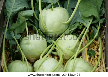 different types of kohlrabi Brassica oleracea from our own garden Royalty-Free Stock Photo #2341582491