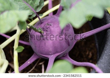 different types of kohlrabi Brassica oleracea from our own garden Royalty-Free Stock Photo #2341582511