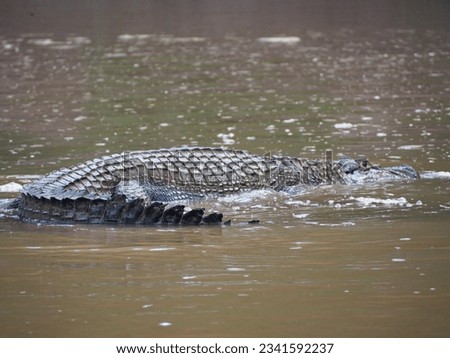 Clear picture of a Caiman alligator in the Peruvian Amazon river, Peru.
