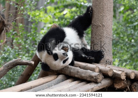 Funny pose of Giant Panda lying on the ground Royalty-Free Stock Photo #2341594121
