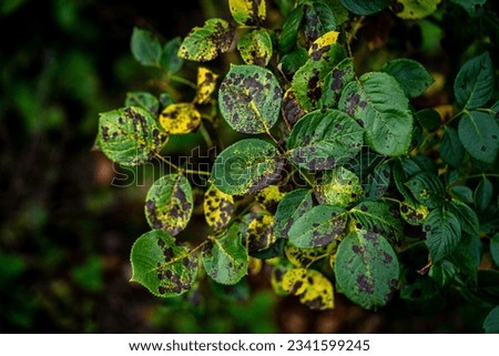 Blackspot; a rose leaf affected by black spot disease. This is the most serious disease of roses caused by a fungus, Diplocarpon rosae, which infects the leaves and greatly reduces plant vigour Royalty-Free Stock Photo #2341599245