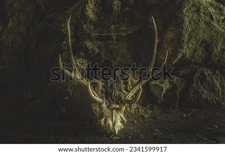 Skull of a deer in a cave. ceremony space.