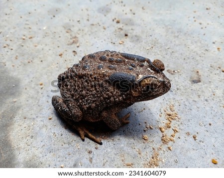An asian common toad sitting on a floor
