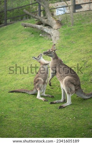 two young kangaroos fight on a green lawn