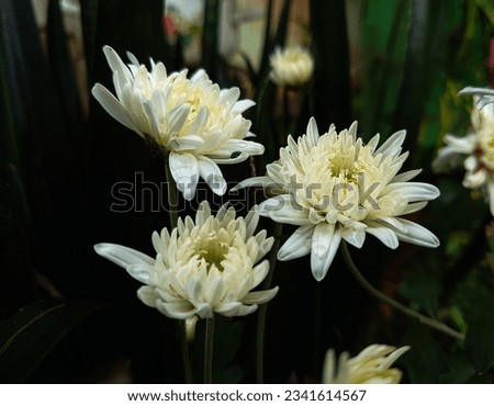 three white chrysanthemums in the backyard