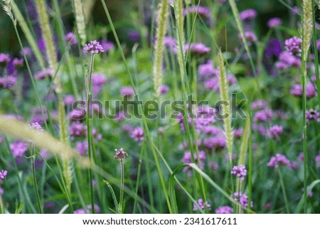 The purple grass that grows together in groups with the tall swaying plants