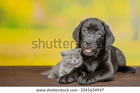 Black labrador puppy lying with tiny kitten at summer park. Empty space for text