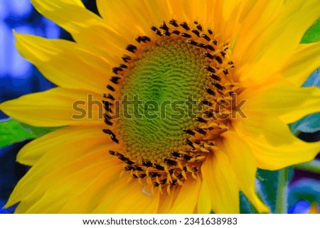 Sunflower in Full Bloom, Flower closeup, Macro photo of a yellow Sunflower (Helianthus annuus L), texture of sunflower seeds , photographed using a macro lens, Macro
