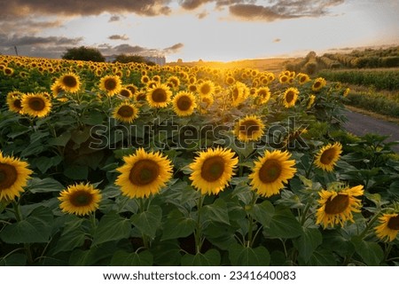 Sunflower fields in warm evening light, Charente, France