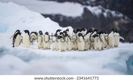 Adelie penguin colony of Cape Adare. Royalty-Free Stock Photo #2341641773