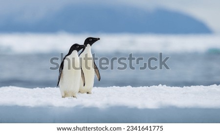 Adelie penguin colony of Cape Adare. Royalty-Free Stock Photo #2341641775