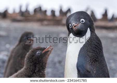 Adelie penguin colony of Cape Adare.