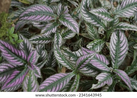 Strobilanthes dyeriana, Persian shield or royal purple plant, is a species of flowering plant in the acanthus family Acanthaceae, native to Myanmar.