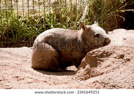 this is a side view of a hairy nosed wombat