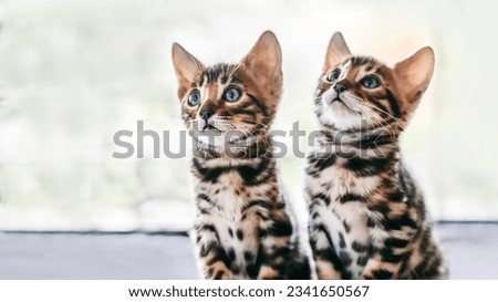 Cute funny kitten playing. Adorable cats standing in front of the camera. Cute kitten playing together. Little funny pets cat kitten playing on a window in the morning sunlight. Red pet portrait. Royalty-Free Stock Photo #2341650567
