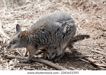 the tammar wallaby is a small marsupial with a grey coat and tan arms with white cheek stripes