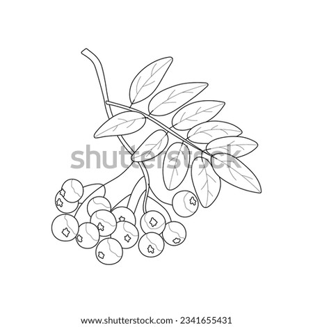 A branch of ripe rowan berries. Black and white vector illustration. Coloring. Royalty-Free Stock Photo #2341655431