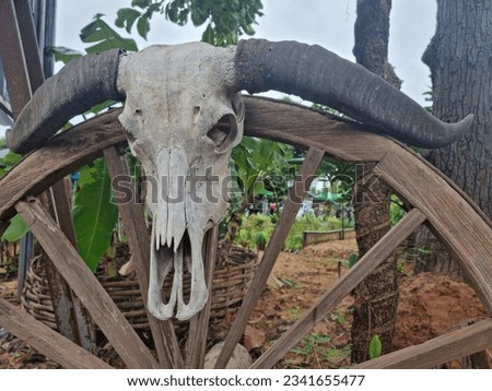 A picture of buffalo skull on wooden wheel.